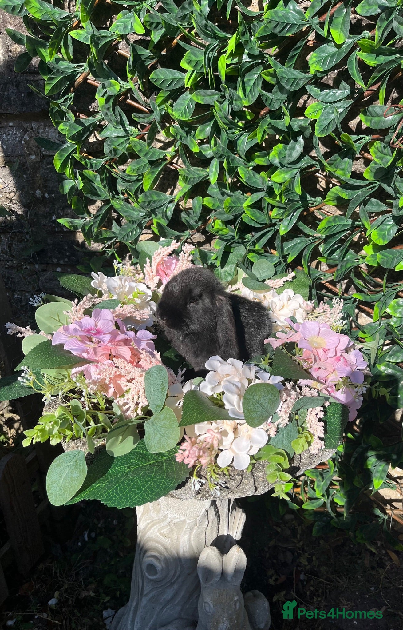 Mini Lop rabbits Mini Lops - Advert 2
