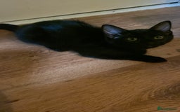 Mixed Breed cats for sale: Two cute black kittens  - Image 2