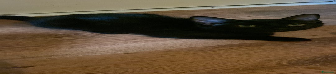 Mixed Breed Kitten 2