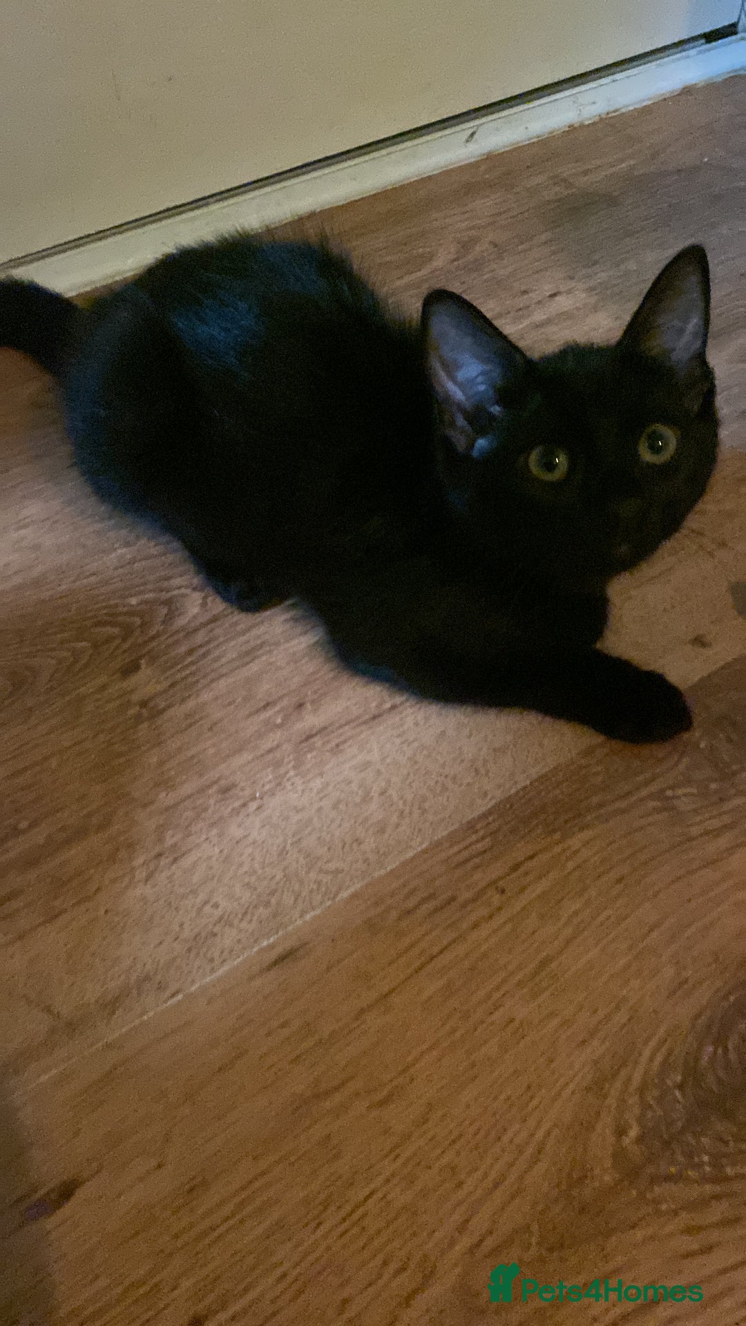 Mixed Breed cats for sale: Two cute black kittens  - Image 2