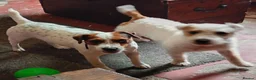 Jack Russell dogs for stud: Jack Russell Ken Gould Lines For Tud - Advert 2