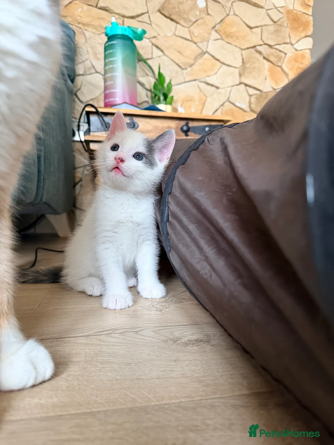 Mixed Breed cats for sale: 4 kittens for sale- all boys - Advert 10