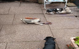 Pug dogs for sale: 4 beautiful Pug puppies for sale. - Image 12