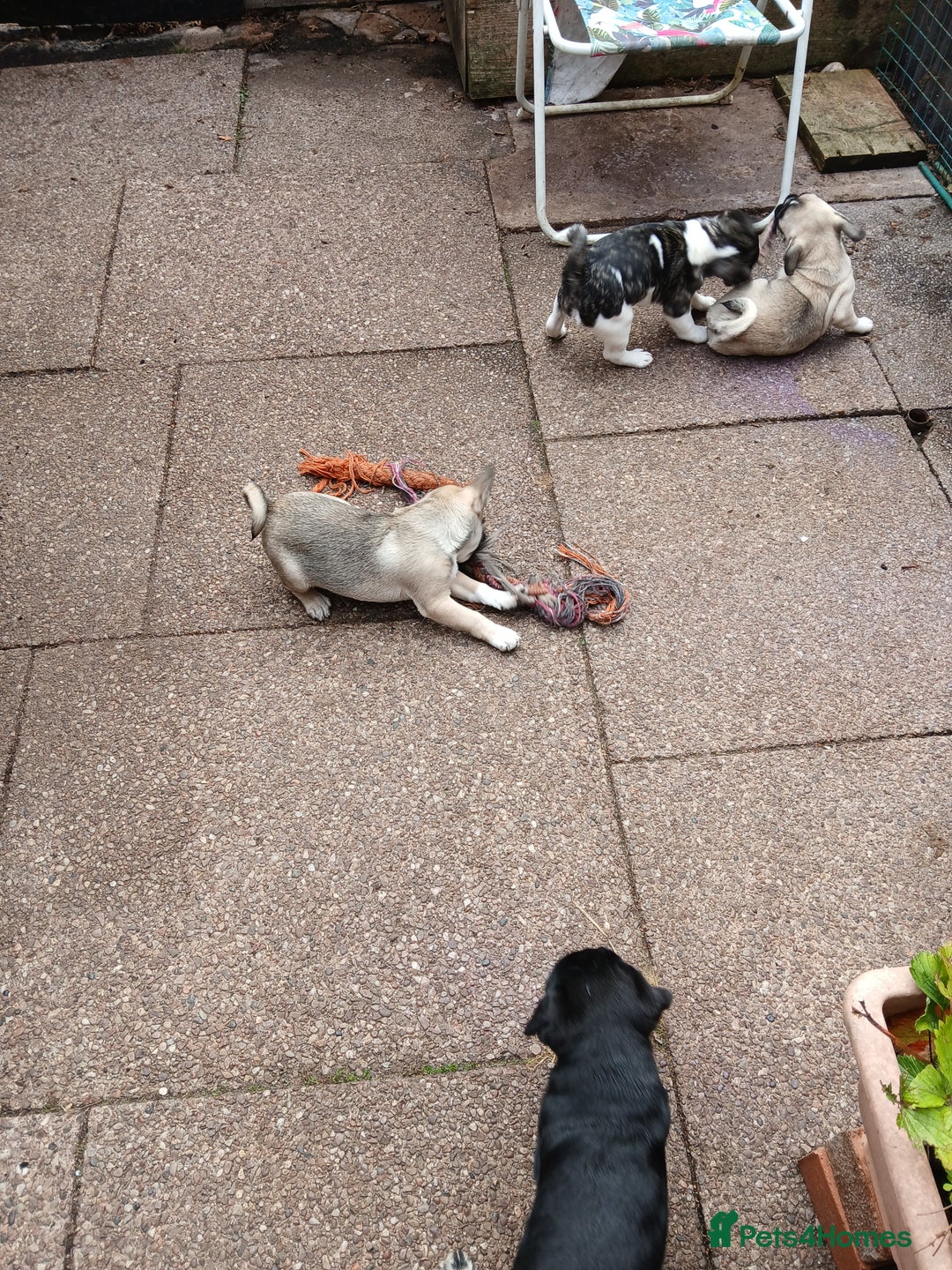 Pug dogs for sale: 4 beautiful Pug puppies for sale. - Image 12