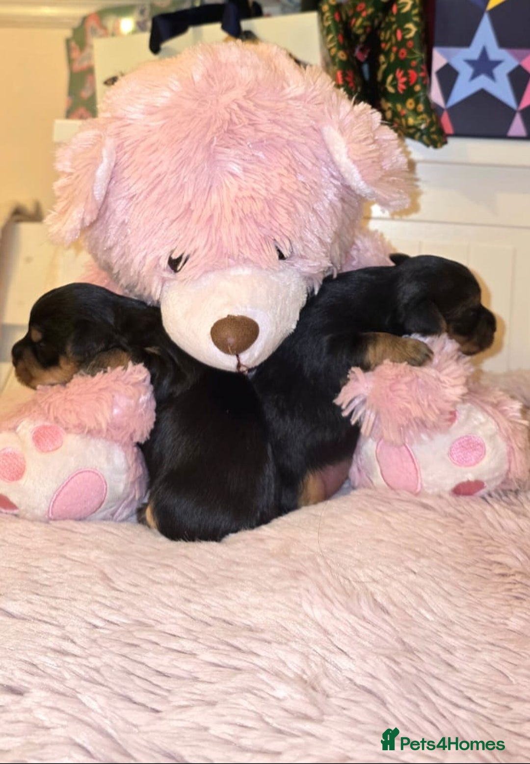 Yorkshire Terrier dogs for sale: ✨ Exquisite Yorkshire Terrier Puppies Available ✨ - Advert 10