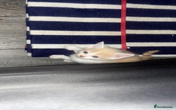 Mixed Breed cats for sale: 4 beautiful kittens  - Image 3