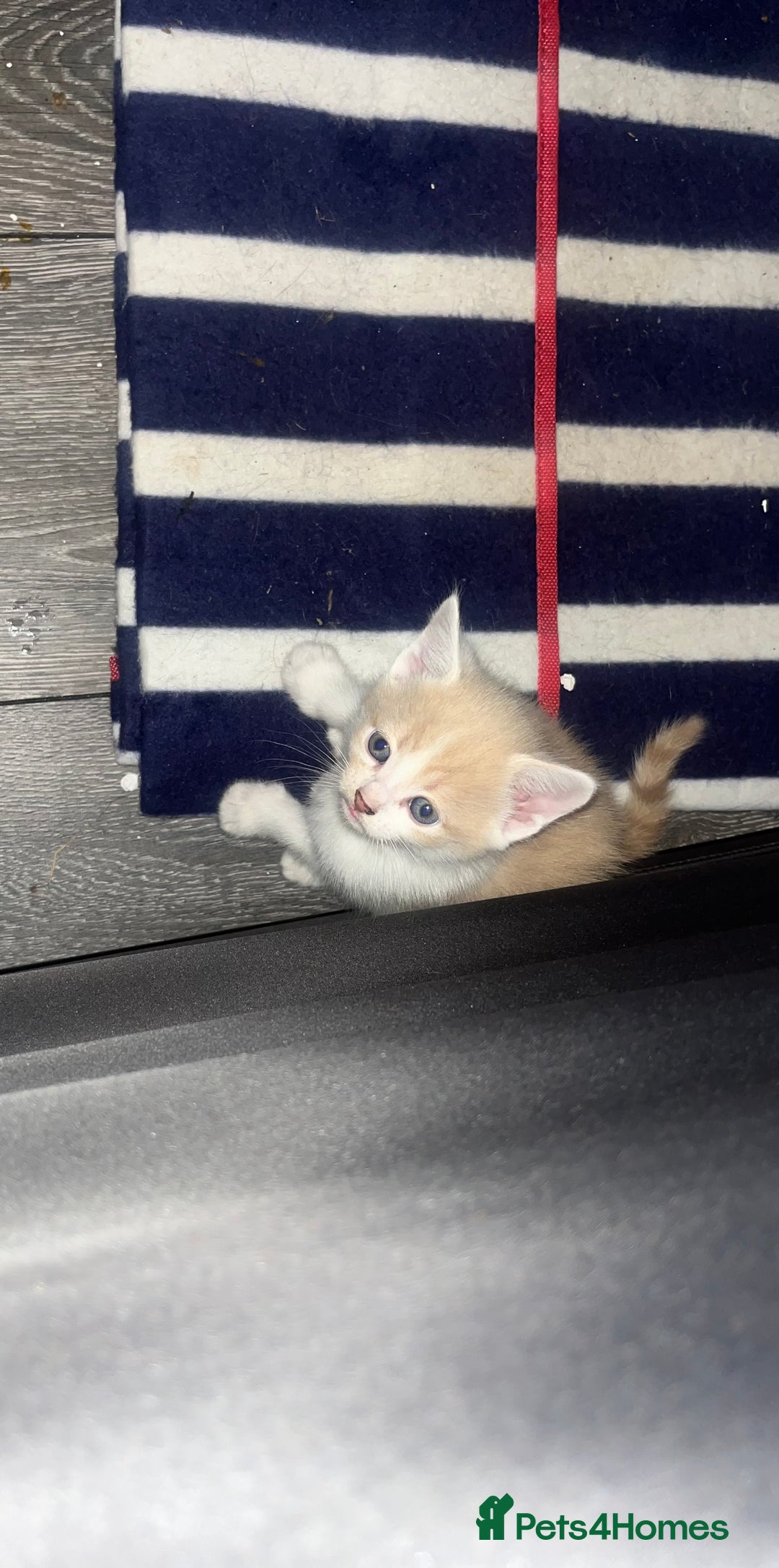 Mixed Breed cats for sale: 4 beautiful kittens  - Image 3