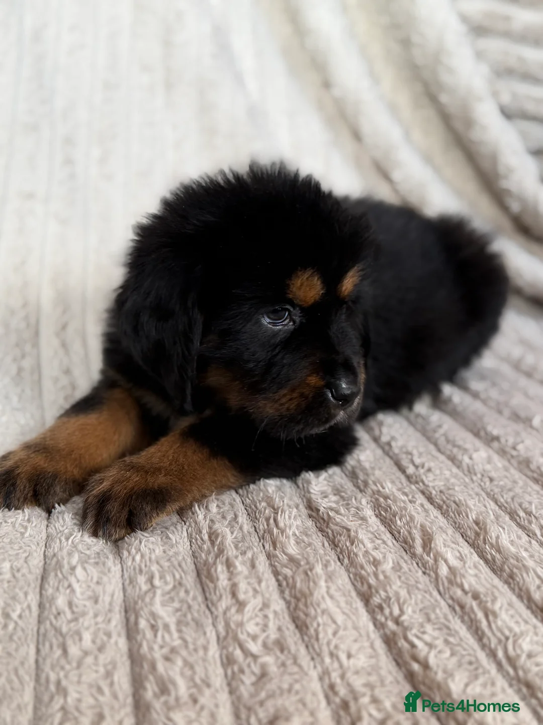 Tibetan Mastiff dogs for sale: Ready now: Outstanding Tibetan Mastiff Puppies - Advert 4