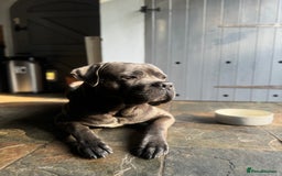 Cane Corso dogs for sale: Cane corso puppies for sale  - Image 20