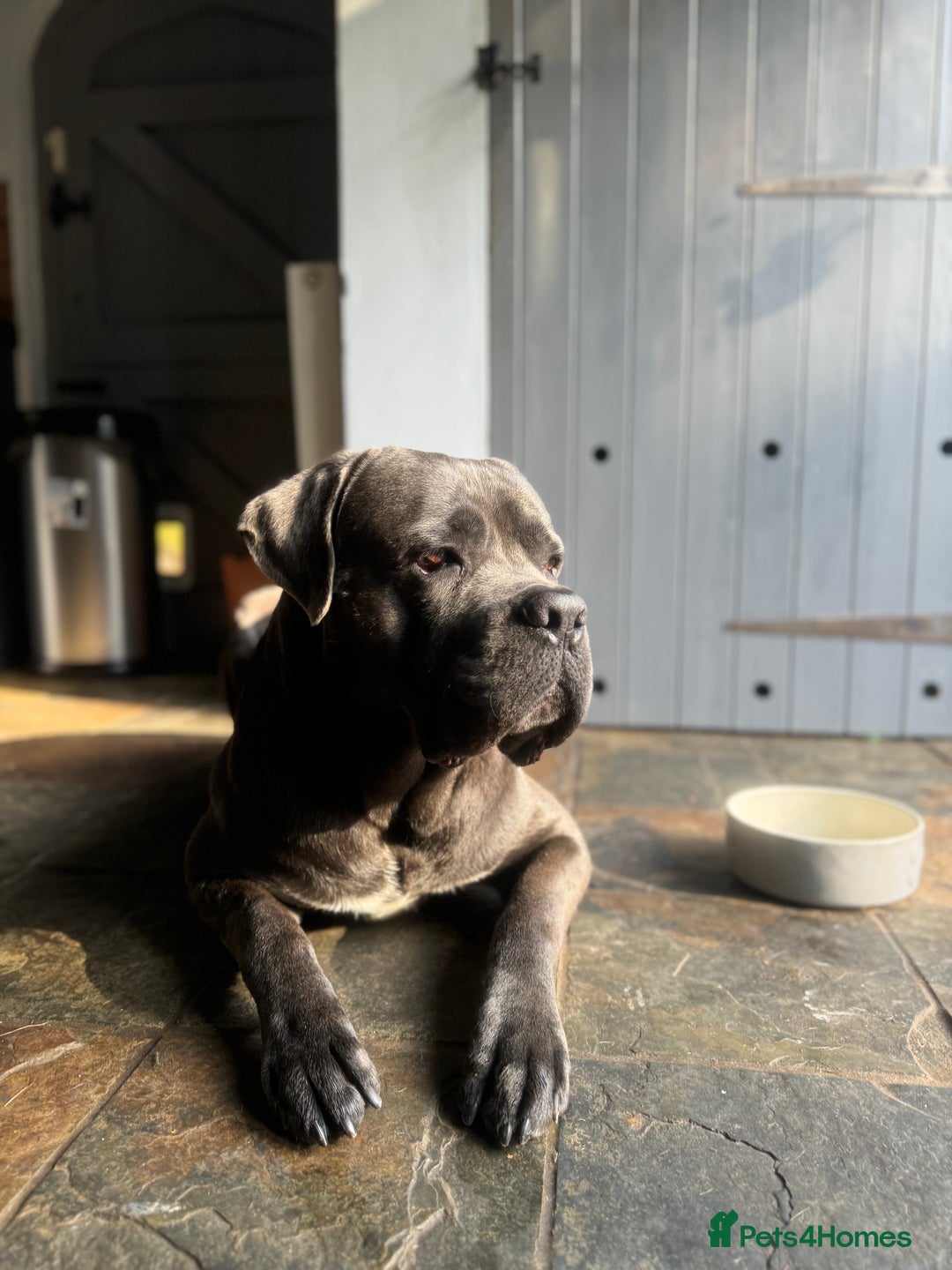 Cane Corso dogs for sale: Cane corso puppies for sale  - Image 20