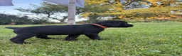Labrador Retriever dogs for sale: Black Labrador Puppies - Advert 12