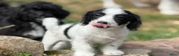 Jackapoo dogs for sale: Gorgeous jackapoo pups ready now  - Advert 4