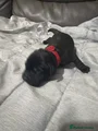 Labrador Retriever red collar