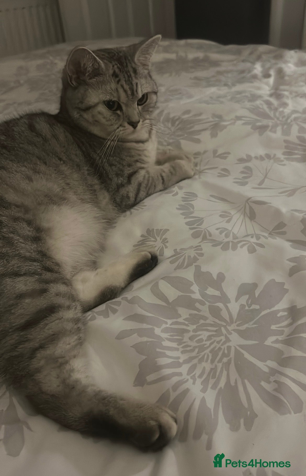 British Shorthair cats Kittens  - Advert 6