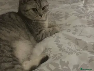 British Shorthair cats Kittens - Advert 1