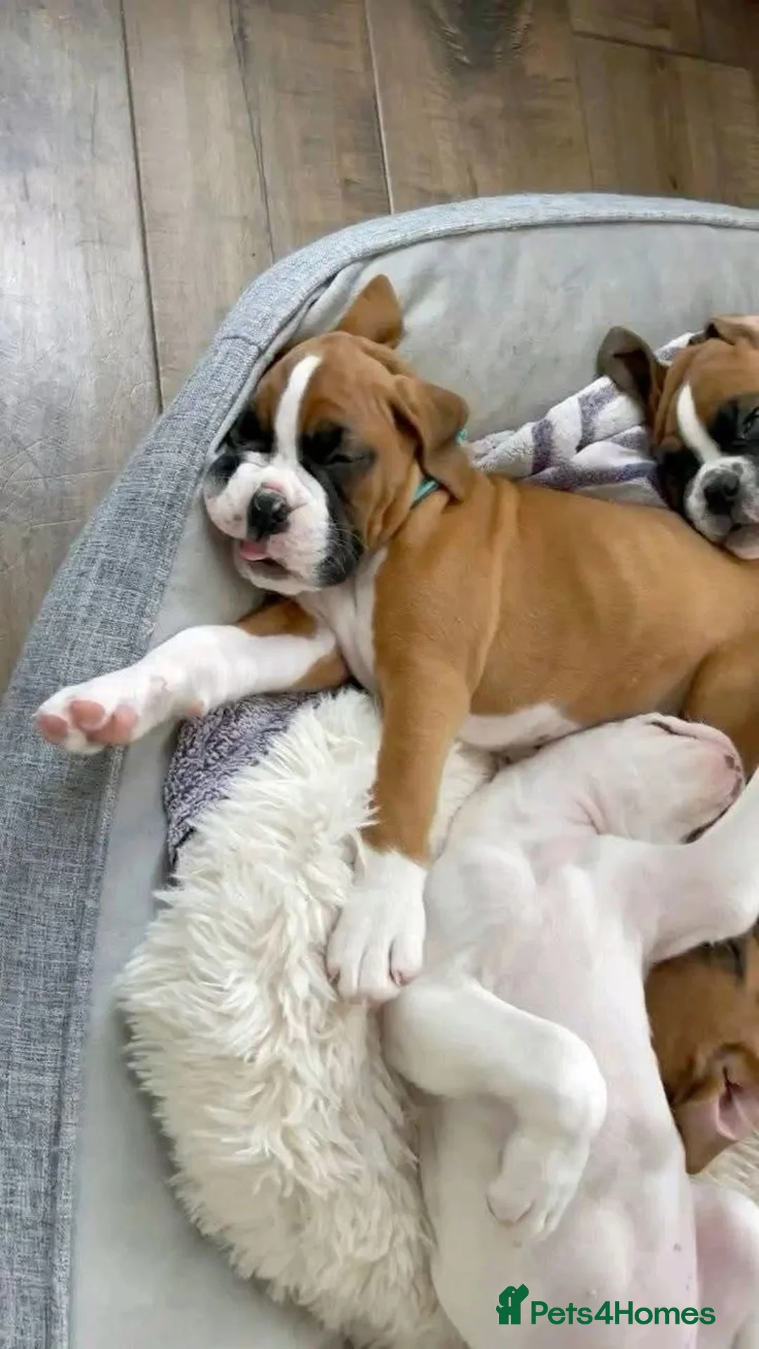 Boxer dogs for sale: Male Female Boxer Puppies in London - Advert 9