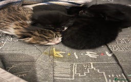 Mixed Breed cats for sale: new born baby kittens  - Image 1