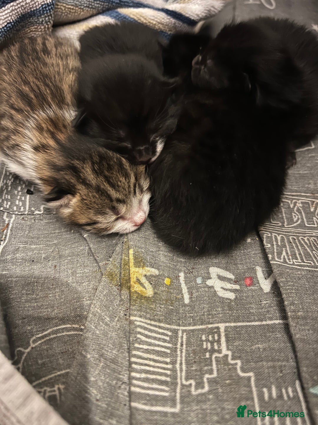 Mixed Breed cats for sale: new born baby kittens  - Image 1