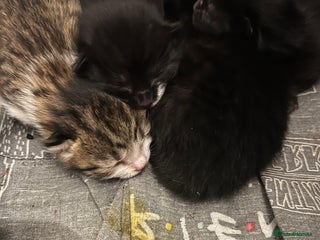 Mixed Breed cats for sale - Advert 1