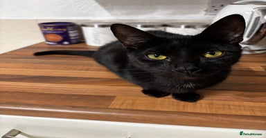 British Shorthair cats Kittens urgently need a new home - Advert 6