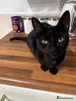 British Shorthair cats Kittens urgently need a new home - Advert 6