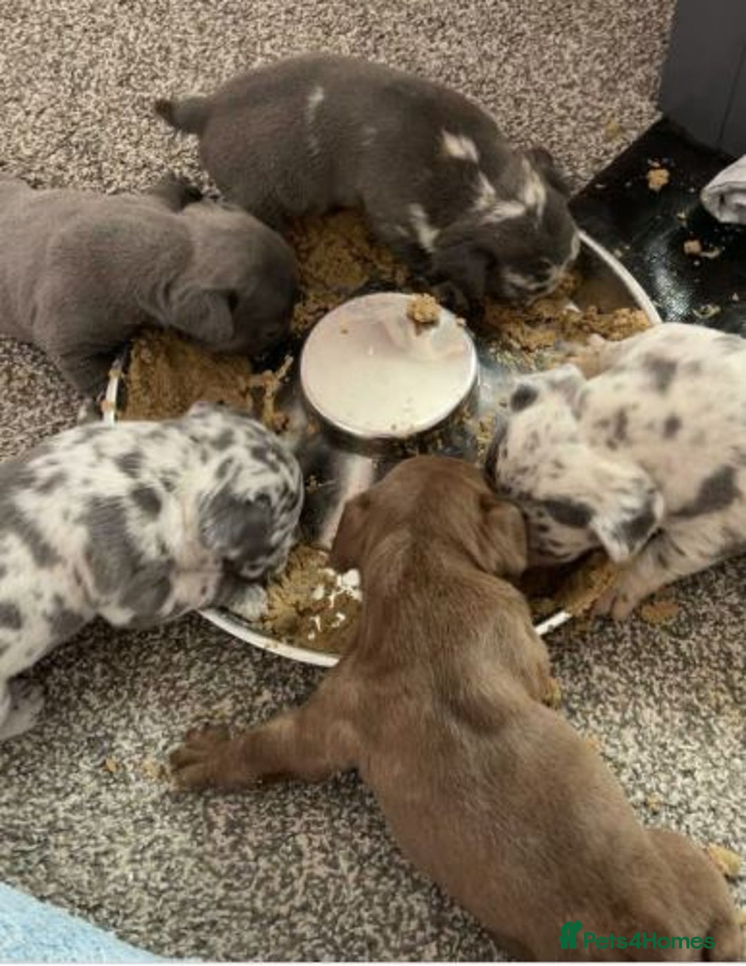 French Bulldog dogs for sale: French Bulldog Puppies for sale - Advert 1