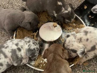 French Bulldog dogs French Bulldog Puppies for sale - Advert 1