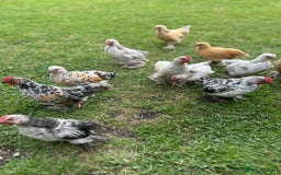 Chickens poultry for sale: Mixed breed sablepoot chickens  - Image 1