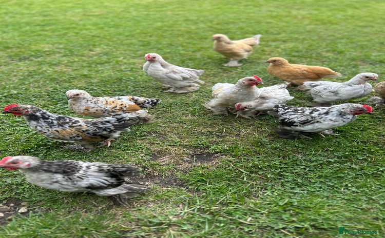 Chickens poultry - Advert 9