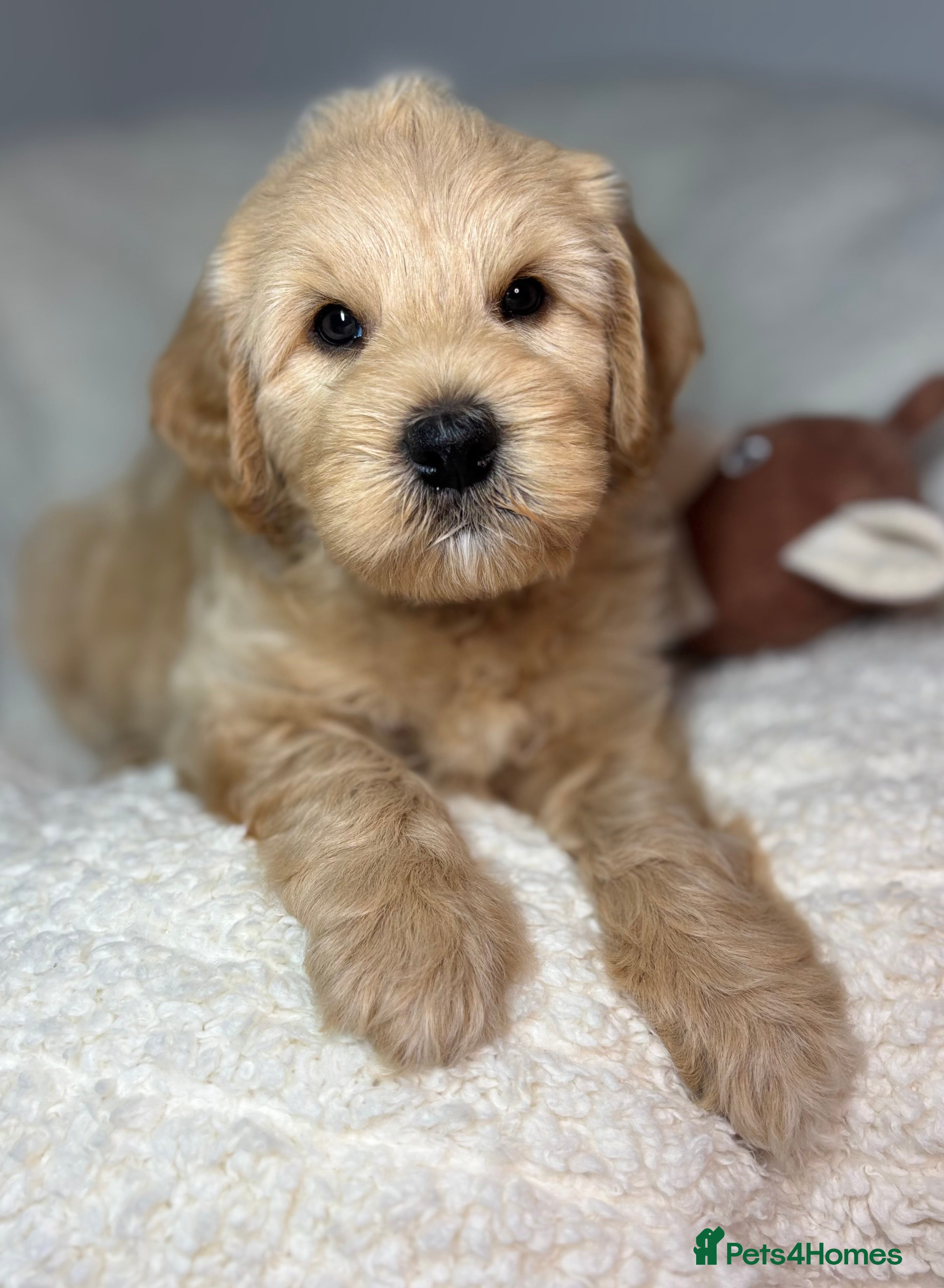 Goldendoodle dogs  Health Tested Multigen Goldendoodle Puppies  - Advert 2