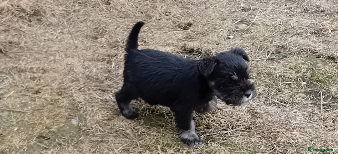 Miniature Schnauzer dogs for sale: Miniature Schnauzer pups, Aberdeenshire  - Image 6