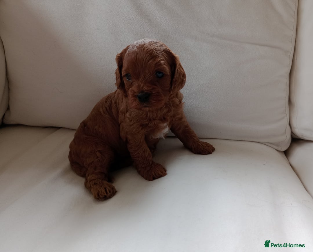 Cavapoo dogs for sale: Gorgeous Red F1 Cavapoo Puppies With H/T Parents - Image 8