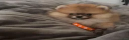 Pomeranian dogs for sale: Two Beautiful Pomeranian Puppies in Blackpool - Advert 5