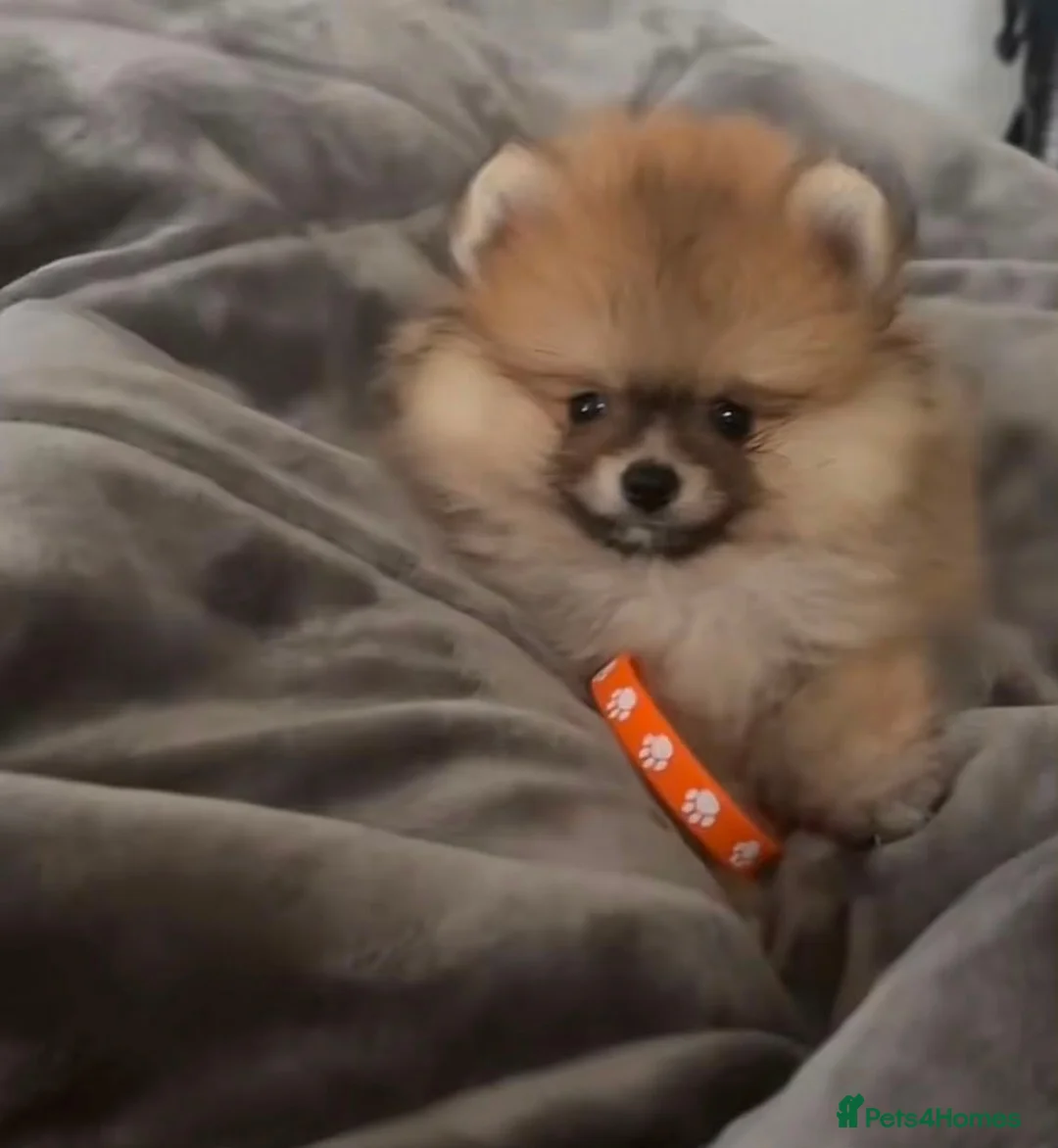 Pomeranian dogs for sale: Two Beautiful Pomeranian Puppies in Blackpool - Advert 5