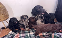 Cockapoo dogs for sale: Cockapoo Puppies  - Image 17