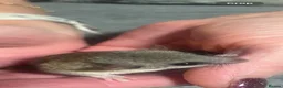 Mouse rodents for sale: colony of Pygmy squirrels, Pygmy dormice  - Advert 5