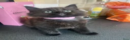 Mixed Breed cats for sale: Stunning Kittens Ready Now - Advert 14