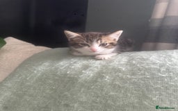 Domestic Shorthair cats for sale: Kittens - Image 3