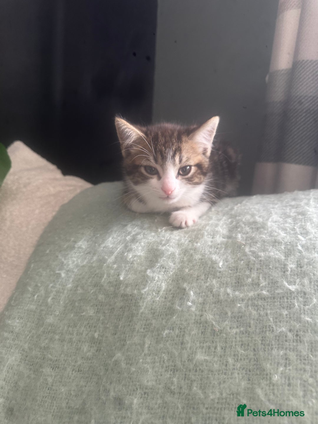 Domestic Shorthair cats for sale: Kittens - Image 3
