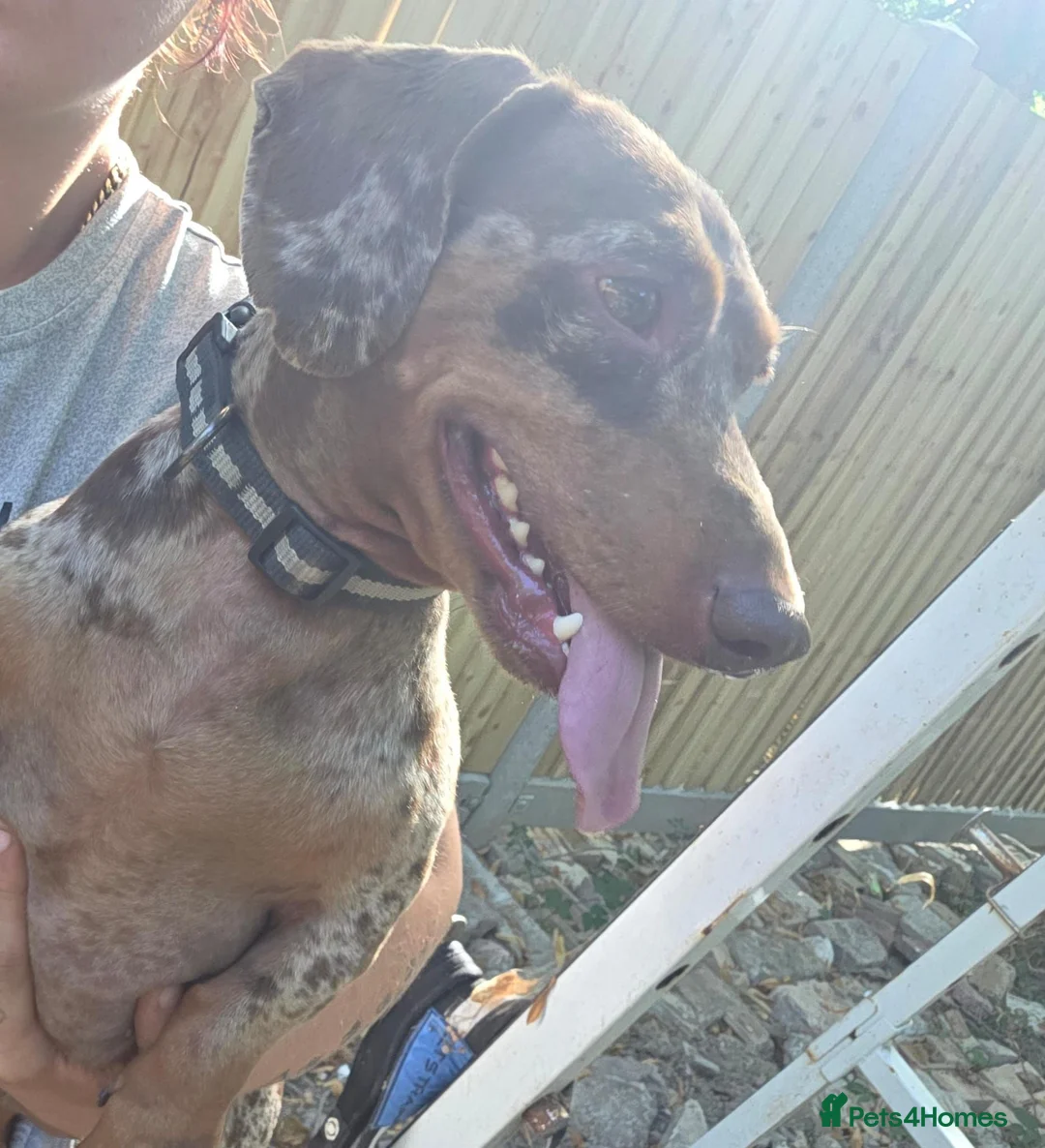 Dachshund dogs for sale: Dachshund Looking for His Forever Home  - Advert 2