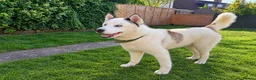 Siberian Husky dogs for stud: Siberian Husky for Stud - Advert 2