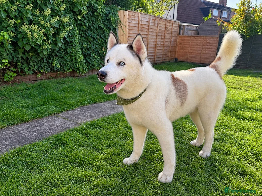Siberian Husky dogs for stud: Siberian Husky for Stud - Advert 2