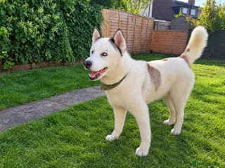 Siberian Husky dogs Siberian Husky for Stud - Advert 3