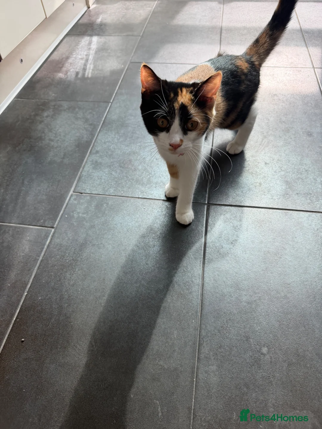 Domestic Shorthair cats for sale: Beautiful Calico short haired domestic kitten  in Poole - Advert 2