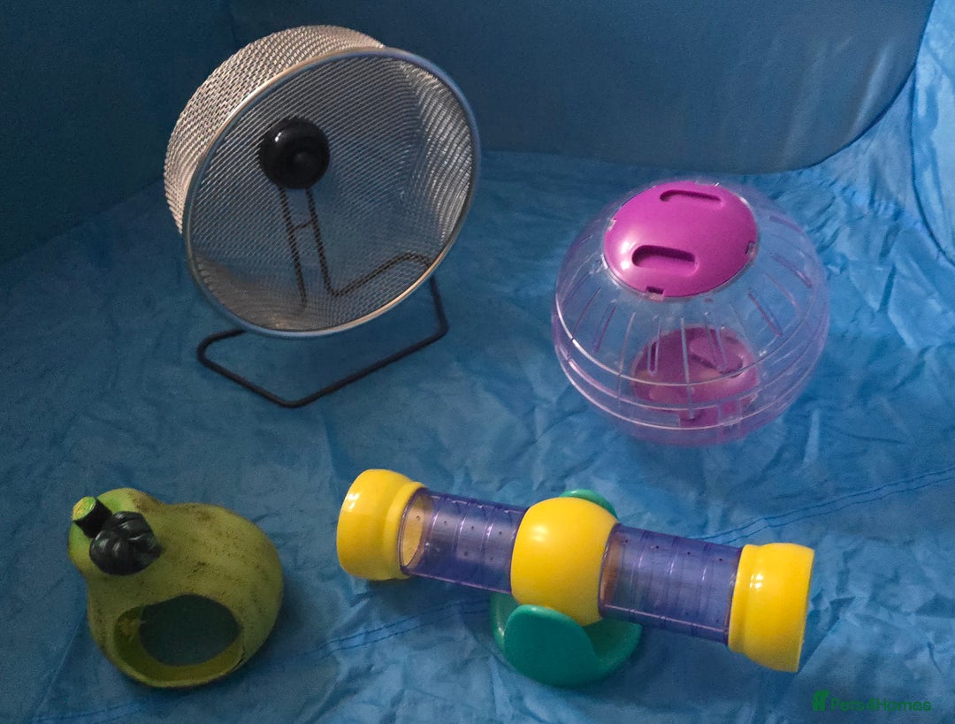 Hamster rodents for sale: Syrian female hamster no offers - Image 7
