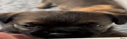 Border Terrier dogs for sale: Beautiful slem clear border terrier puppies  - Advert 18