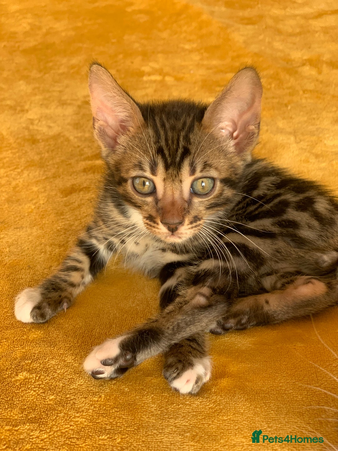 Bengal cats for sale: Ready to leave 3 left, 3/4 Bengal Kittens Rosetted - Image 15