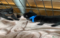 British Shorthair cats for sale: Litter of 5 lovely kittens  - Image 15