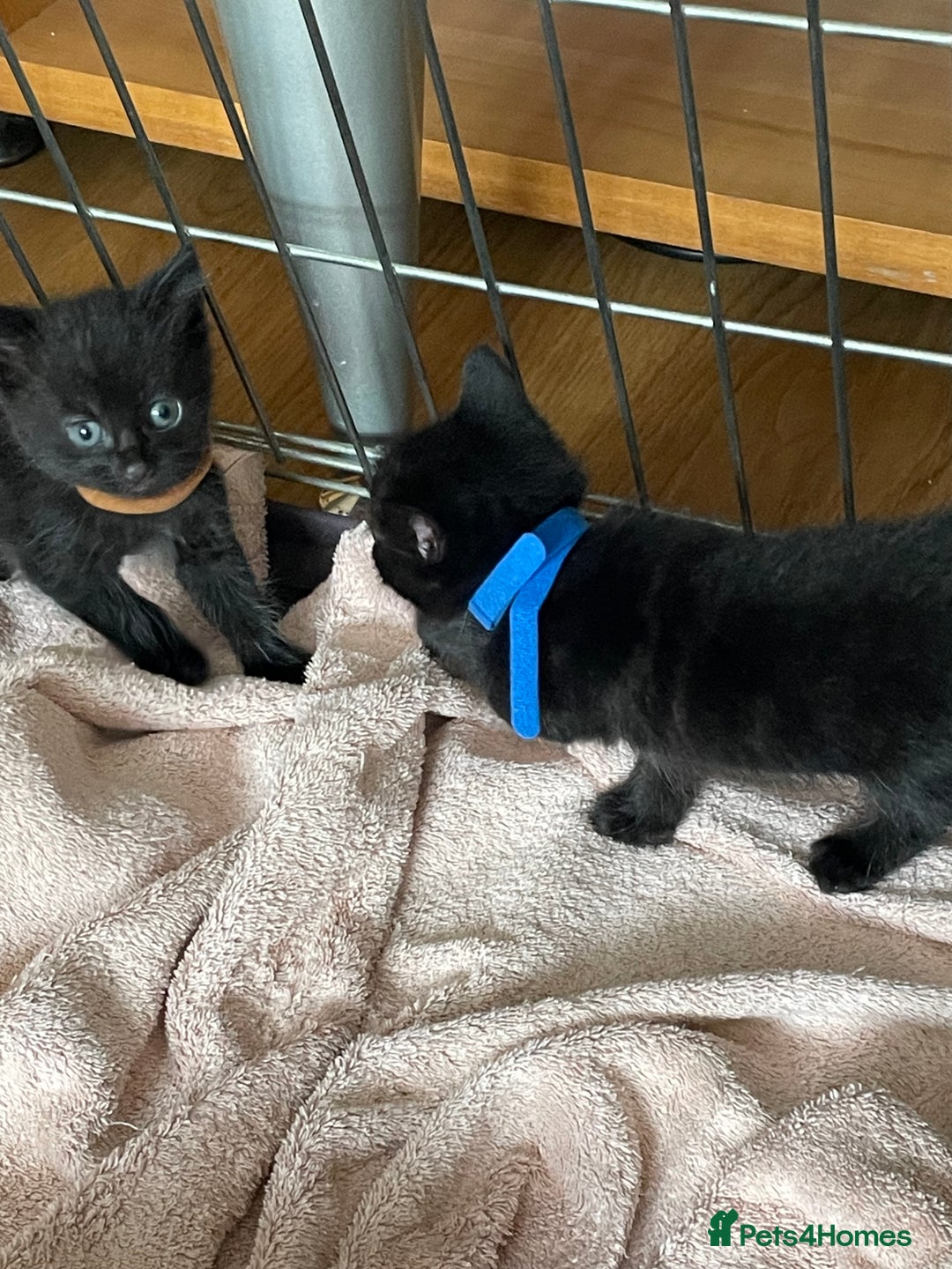 British Shorthair cats for sale: Litter of 5 lovely kittens  - Image 15