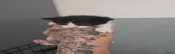 Mixed Breed cats for sale: A mix of beautiful kittens - Advert 23